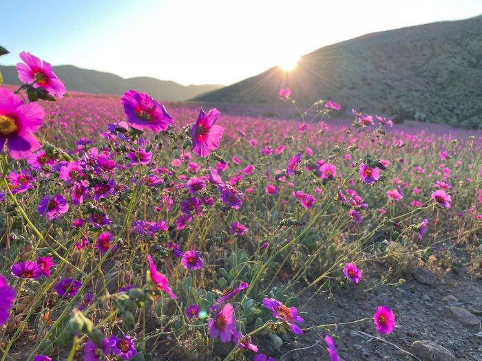 foto desierto florido