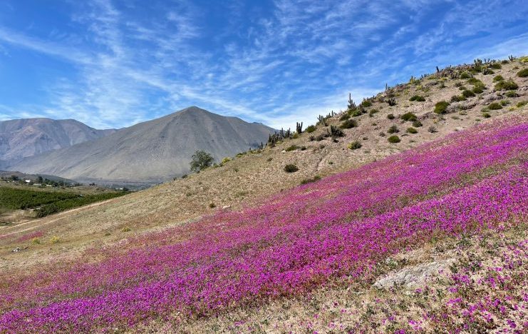 El Desierto Florido en el Valle del Elqui: Un Renacer Floral