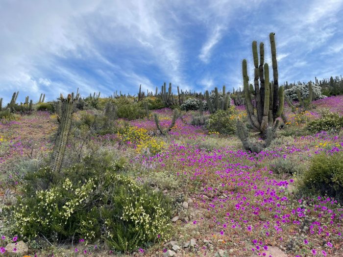 foto desierto florido